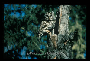 Barred Owl