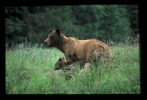 Grizzly Bear and cubs