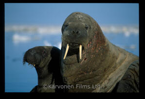 walrus
