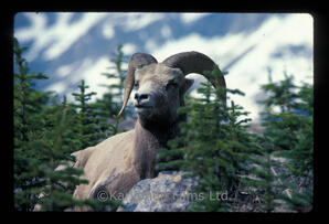 Bighorn Sheep - ram