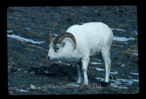 Dall Sheep - ram