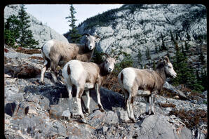 Bighorn Sheep - ewes