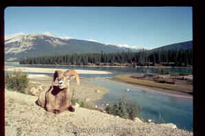 Bighorn Sheep - ram