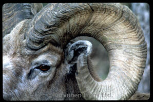 Bighorn Sheep - ram
