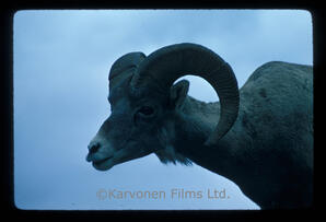 Bighorn Sheep - ram