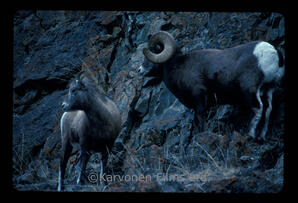 Bighorn Sheep - ram and ewe