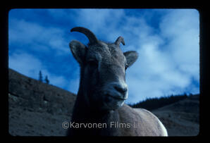 Bighorn Sheep - ewe