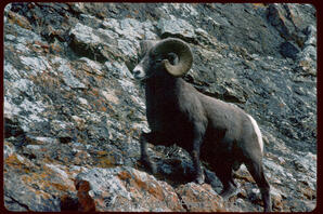 Bighorn Sheep - ram