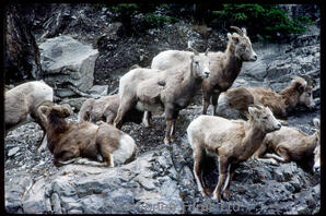 Bighorn Sheep - ewes
