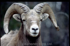 Bighorn Sheep - ram