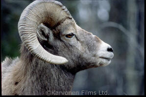 Bighorn Sheep - ram