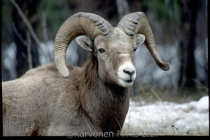 Bighorn Sheep - ram