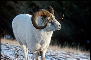 Dall Sheep - ram