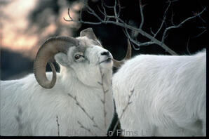 Dall Sheep - ram