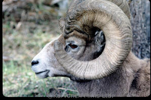 Bighorn Sheep - ram