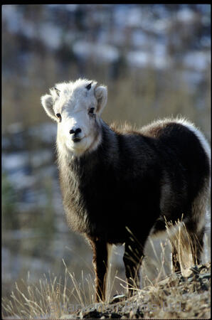Stone Sheep - ewe