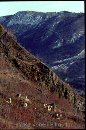 Stone Sheep - herd