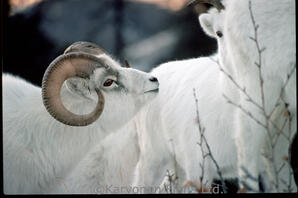 Dall sheep - ram and ewes