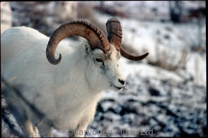 Dall Sheep - ram