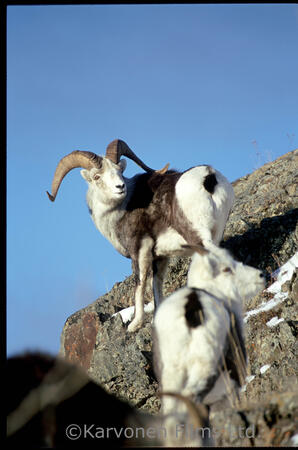 Stone Sheep - ram abd ewe