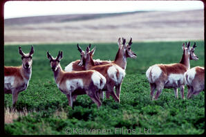 Pronghorn antelope - herd