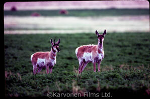 Pronghorn antelope