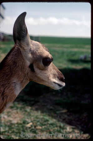 Pronghorn antelope - fawn