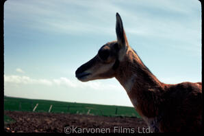 Pronghorn antelope - fawn