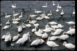 Whooper swans