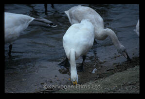 Whooper swans