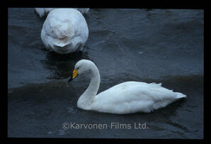 Whooper swans