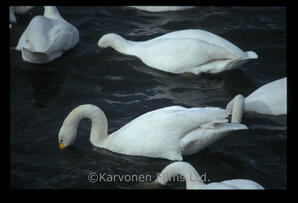 Whooper swans