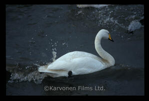Whooper swans