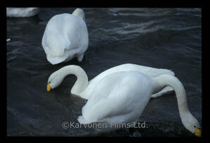 Whooper swans