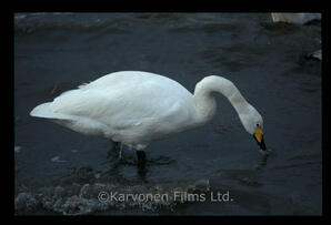 Whooper swans