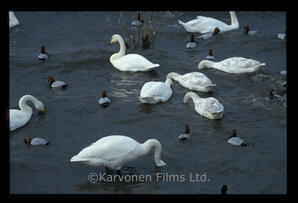 Whooper swans