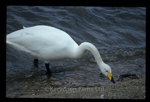 Whooper swans
