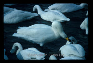 Whooper swans