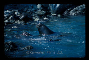 California Sea Lion