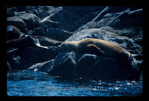 Steller and California sea lions