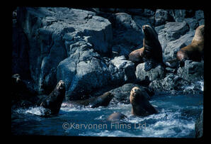 Steller and California sea lions