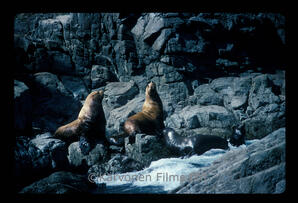 Steller and California sea lions