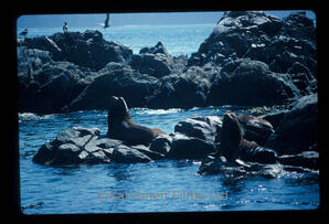 California Sea Lion