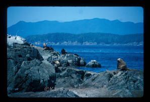 Steller and California sea lions