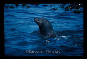 California Sea Lion