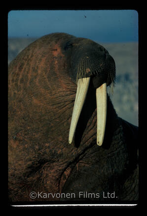 walrus