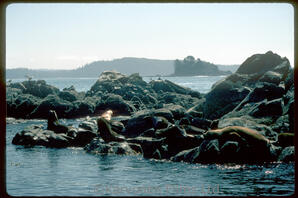 Steller and California sea lions