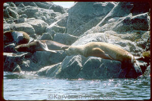 Steller and California sea lions