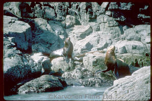 Steller and California sea lions
