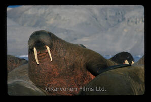 walrus
